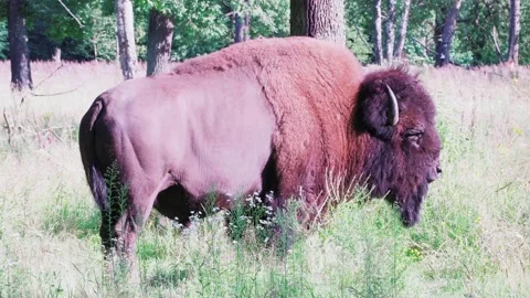 Bison in the forest Stock Footage 137699270