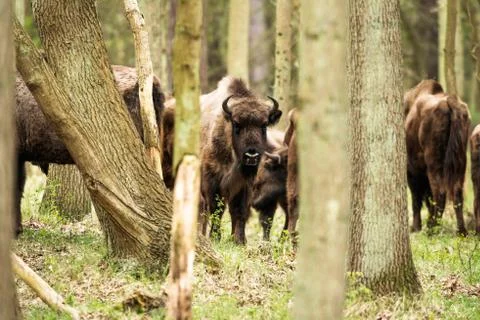 Bison in forest looking towards camera Stock Photos
