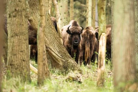 Bison in forest looking towards camera Stock Photos