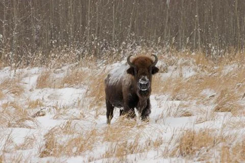 Bison frontb Stock Photos