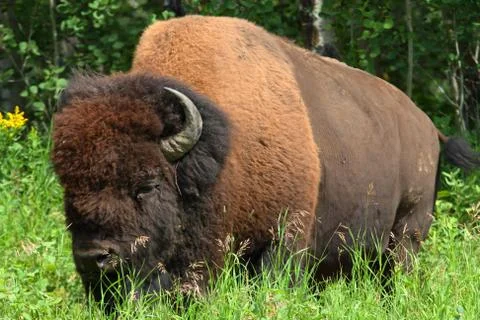 Bison full2a Stock Photos