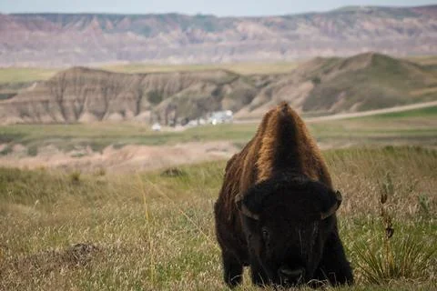 Bison gazing Stock Photos