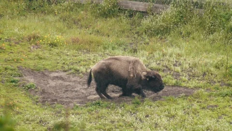 A Bison is getting up in a rainy day Video stock 105687207