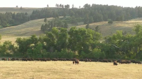 Bison in a Golden Field Video stock 11762426