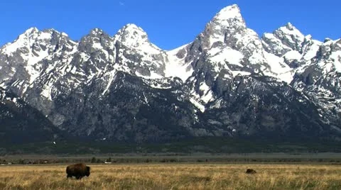 Bison in the Grand Tetons, USA Stock Footage