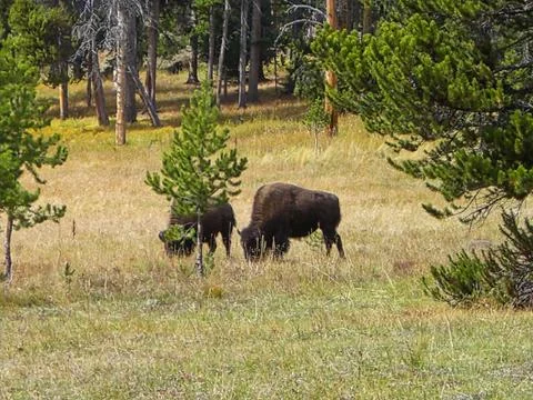 A bison on the gras in the mountains Stock Photos