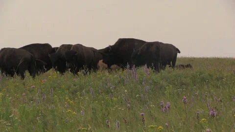 Bison in grass - flowers 1 Stock Footage 119433900
