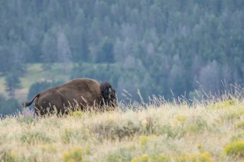 Bison in the Grass Foto stock