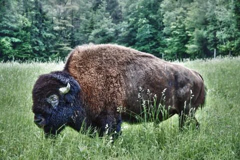 Bison In Grassland Stock Photos