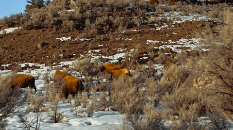 Bison graving on side of road Vídeos de archivo 61579350