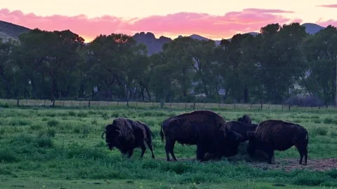 Bison graze in evening light as swarms of flies buzz over them in Del Norte.. Stock Footage 312921347