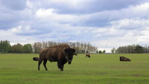 Bison graze on the field Foto stock