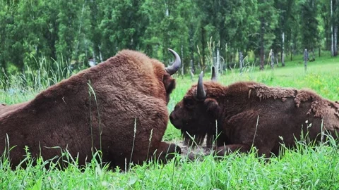 Bison graze in a forest clearing. Video stock 301687977