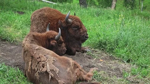 Bison graze in a forest clearing. Vídeo Stock 301689372