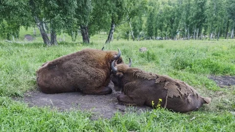 Bison graze in a forest clearing. Vidéo 303360959