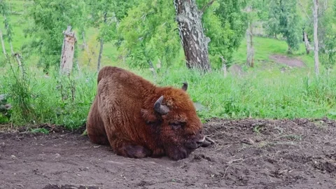 Bison graze in a forest clearing. Slow motion video Stock Footage 301687626