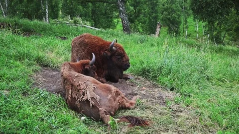 Bison graze in a forest clearing. Slow motion video Stock-Footage 303359700