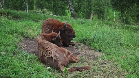 Bison graze in a forest clearing. Slow motion video Stock-Footage 306017996
