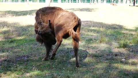 A bison grazes in an enclosure. Vídeo Stock 282241280