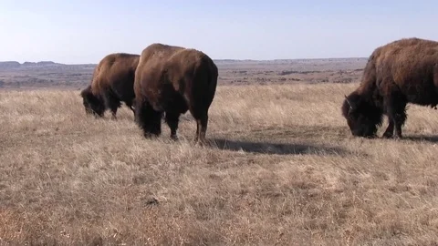 Bison grazing 01 스톡 동영상 82872669
