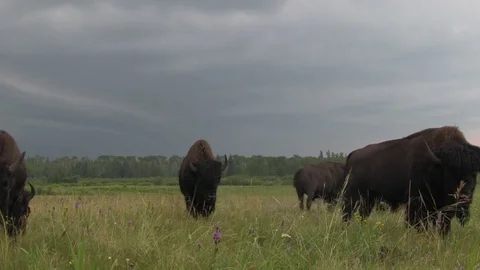 Bison grazing 02 Stock-Footage 83098218