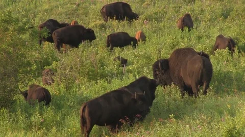 Bison grazing 03 스톡 동영상 83098190