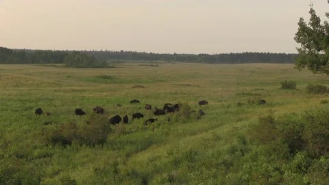 Bison grazing 04 스톡 동영상 83098158
