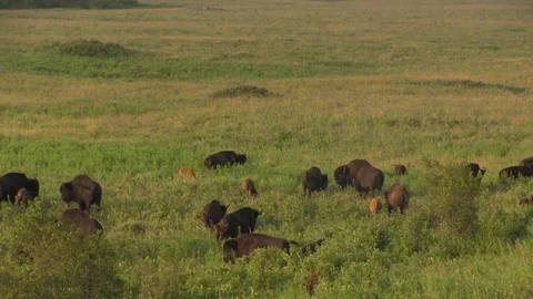 Bison grazing 05 스톡 동영상 83098202