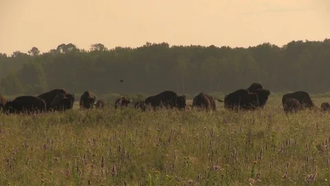 Bison grazing 06 Stock-Footage 83098162