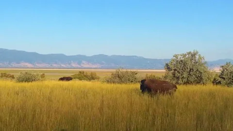 Bison grazing and rolling around in dust on Antelope Island in Utah Stock Footage 130072318
