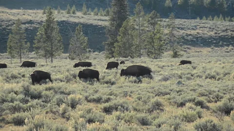 Bison grazing and wallowing in Yellowstone Park Stock Footage 168651804