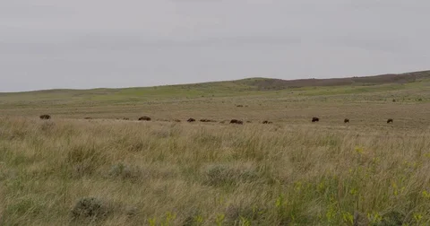 Bison grazing between prairie hills Stock Footage 83597730