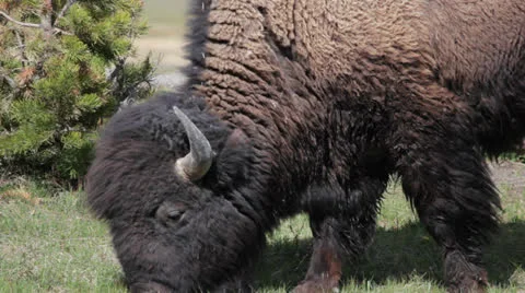 Bison Grazing Close Up Stock Footage 25879086