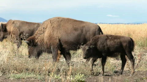 Bison grazing close P HD 3088 Stock Footage