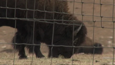 Bison Grazing in Corral Stock Footage 98472794