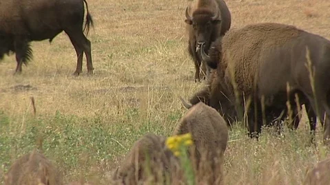 Bison Grazing in Custer State Park in South Dakota Stock Footage 92968605