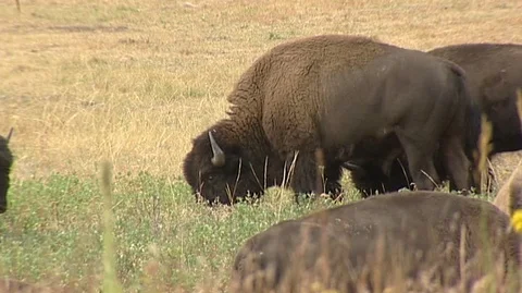 Bison Grazing in Custer State Park in South Dakota Stock Footage 92968716