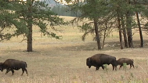 Bison Grazing in Custer State Park in South Dakota Stock Footage 92968942