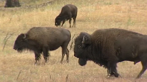 Bison Grazing in Custer State Park in South Dakota Stock Footage 93056106