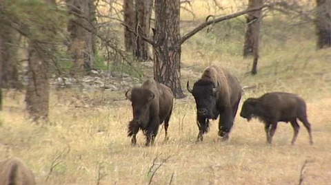 Bison Grazing in Custer State Park in South Dakota Stock Footage 93202856
