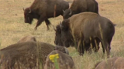 Bison Grazing in Custer State Park in South Dakota Stock Footage 93366289