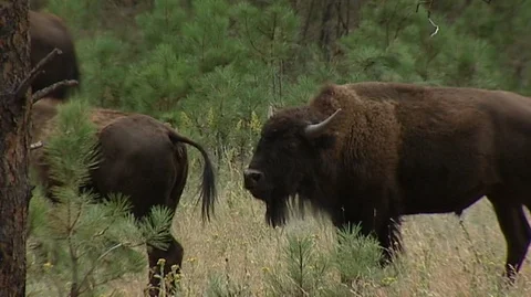 Bison Grazing in Custer State Park in South Dakota Stock Footage 93520655