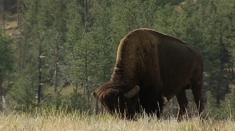 Bison Grazing in Custer State Park in South Dakota Stock Footage 93654330
