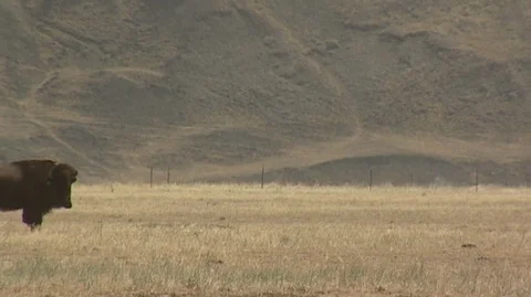 Bison Grazing in Custer State Park in South Dakota Stock Footage 93815825