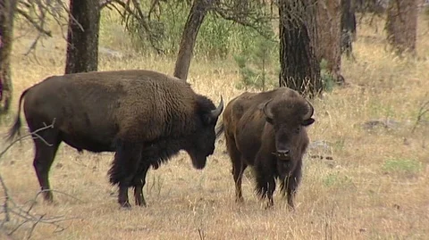 Bison Grazing in Custer State Park in South Dakota Stock Footage 93877388