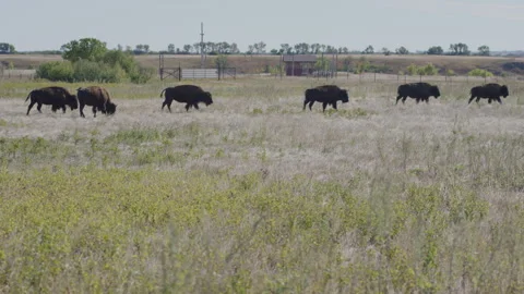 Bison grazing in expansive pasture as wind blows tall grass in foreground Video stock 332433218