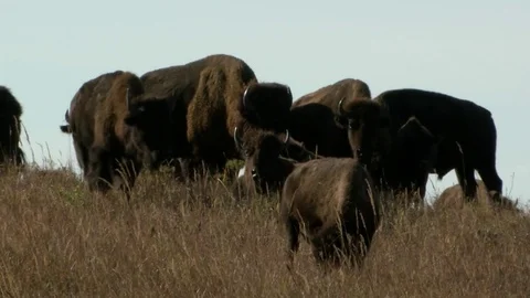 Bison grazing in Fall Stock Footage 72510022