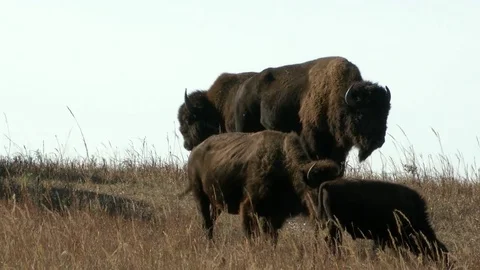 Bison grazing in Fall Stock Footage 72512206