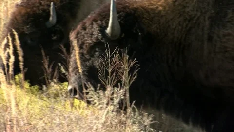 Bison grazing in Fall Stock Footage 72512296
