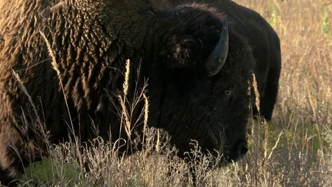 Bison grazing in Fall Stock Footage 72512511